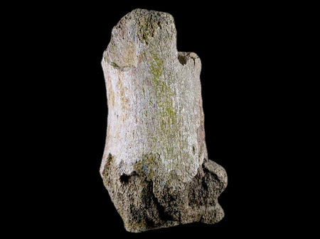 4.4" Edmontosaurus Fossil Toe Bone Lance Creek FM Cretaceous Dinosaur WY COA