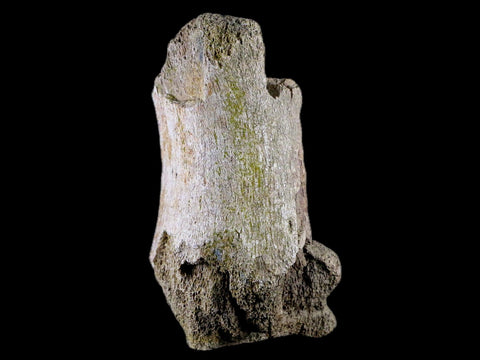 4.4 Edmontosaurus Fossil Toe Bone Lance Creek FM Cretaceous Dinosaur WY COA - Fossil Age Minerals