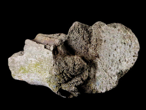 4.4" Edmontosaurus Fossil Toe Bone Lance Creek FM Cretaceous Dinosaur WY COA - Fossil Age Minerals
