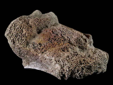 4.4" Edmontosaurus Fossil Toe Bone Lance Creek FM Cretaceous Dinosaur WY COA - Fossil Age Minerals