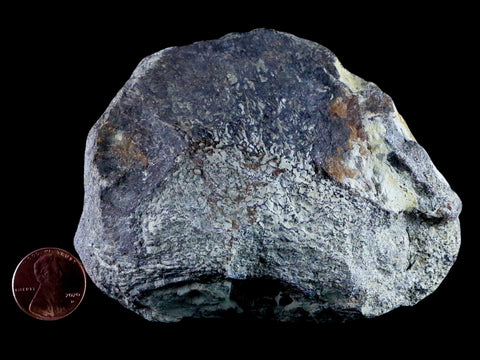 3.9" Diplodocus Fossil Bone Morrison FM Wyoming Jurassic Age Dinosaur COA - Fossil Age Minerals