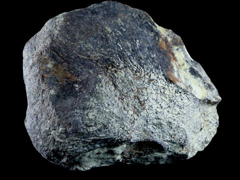 3.9" Diplodocus Fossil Bone Morrison FM Wyoming Jurassic Age Dinosaur COA - Fossil Age Minerals