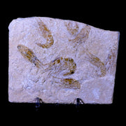 7 Seven Fossil Shrimp Carpopenaeus Cretaceous Age Hjoula Lebanon Stand, COA