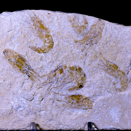 7 Seven Fossil Shrimp Carpopenaeus Cretaceous Age Hjoula Lebanon Stand, COA