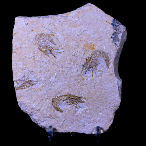 3 Three Fossil Shrimp Carpopenaeus Cretaceous Age Hjoula Lebanon Stand, COA - Fossil Age Minerals