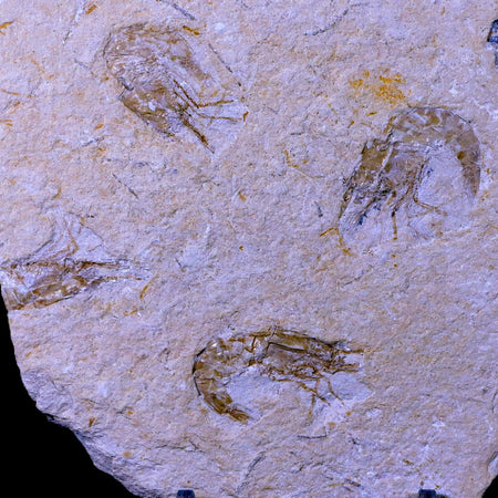 3 Three Fossil Shrimp Carpopenaeus Cretaceous Age Hjoula Lebanon Stand, COA