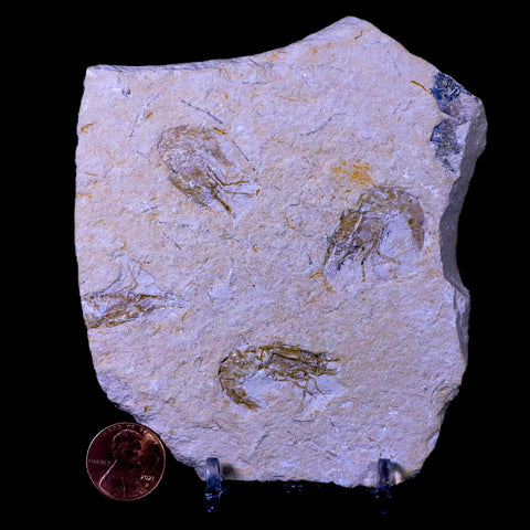 3 Three Fossil Shrimp Carpopenaeus Cretaceous Age Hjoula Lebanon Stand, COA - Fossil Age Minerals