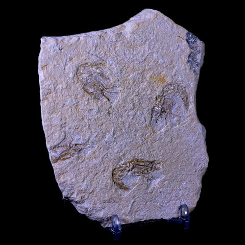3 Three Fossil Shrimp Carpopenaeus Cretaceous Age Hjoula Lebanon Stand, COA - Fossil Age Minerals
