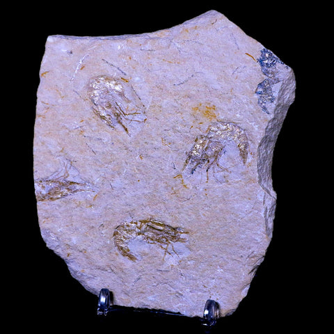 3 Three Fossil Shrimp Carpopenaeus Cretaceous Age Hjoula Lebanon Stand, COA - Fossil Age Minerals