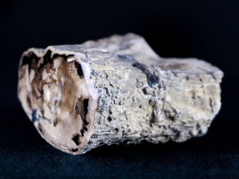1.9" Fossilized Blue Forest Petrified Wood Limb Branch Eden Wyoming 50 Mil Yrs Old - Fossil Age Minerals