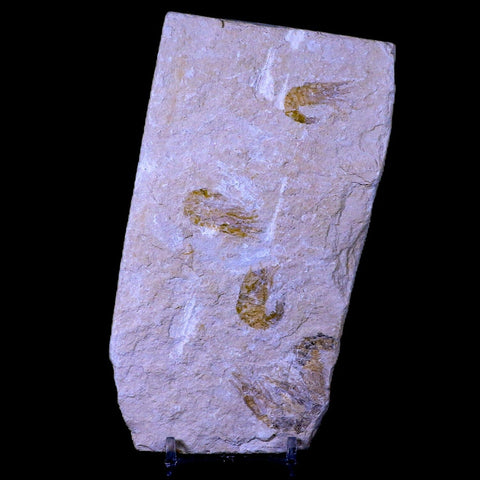 3 Three Fossil Shrimp Carpopenaeus Cretaceous Age Hjoula Lebanon Stand, COA - Fossil Age Minerals