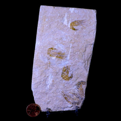3 Three Fossil Shrimp Carpopenaeus Cretaceous Age Hjoula Lebanon Stand, COA - Fossil Age Minerals