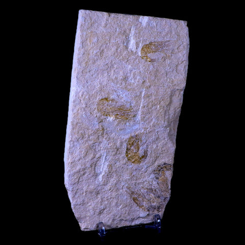 3 Three Fossil Shrimp Carpopenaeus Cretaceous Age Hjoula Lebanon Stand, COA - Fossil Age Minerals