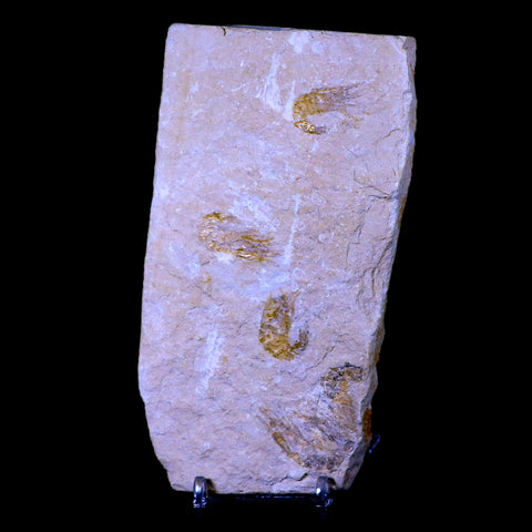 3 Three Fossil Shrimp Carpopenaeus Cretaceous Age Hjoula Lebanon Stand, COA - Fossil Age Minerals
