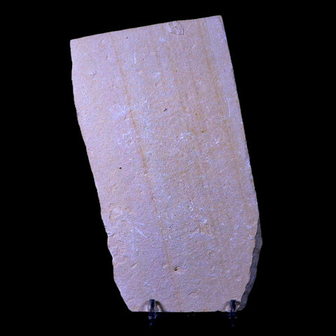 3 Three Fossil Shrimp Carpopenaeus Cretaceous Age Hjoula Lebanon Stand, COA - Fossil Age Minerals