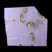 5 Five Fossil Shrimp Carpopenaeus Cretaceous Age Hjoula Lebanon Stand, COA