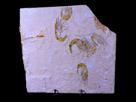 5 Five Fossil Shrimp Carpopenaeus Cretaceous Age Hjoula Lebanon Stand, COA