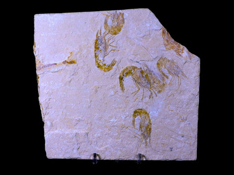 5 Five Fossil Shrimp Carpopenaeus Cretaceous Age Hjoula Lebanon Stand, COA - Fossil Age Minerals
