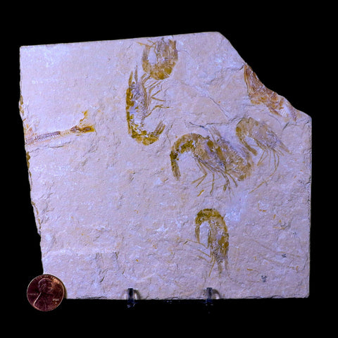 5 Five Fossil Shrimp Carpopenaeus Cretaceous Age Hjoula Lebanon Stand, COA - Fossil Age Minerals