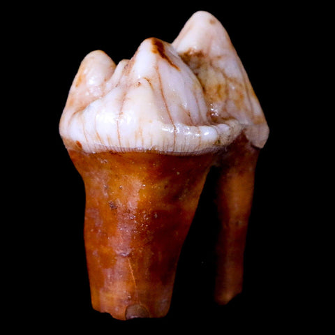 1.1" Extinct Cave Bear Ursus Spelaeus Pre-Molar Tooth Rooted Pleistocene Age COA - Fossil Age Minerals