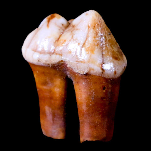 1.1" Extinct Cave Bear Ursus Spelaeus Pre-Molar Tooth Rooted Pleistocene Age COA - Fossil Age Minerals