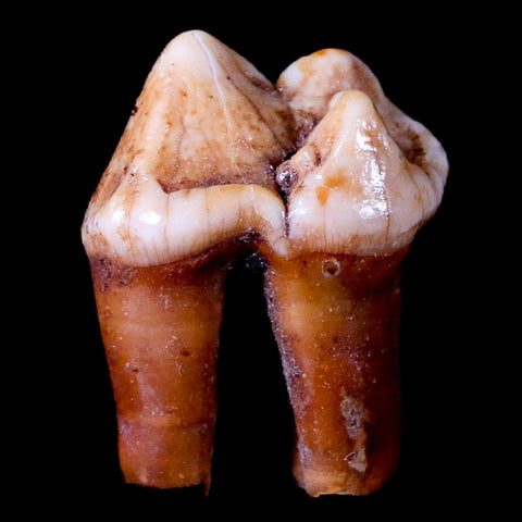 1.1" Extinct Cave Bear Ursus Spelaeus Pre-Molar Tooth Rooted Pleistocene Age COA - Fossil Age Minerals