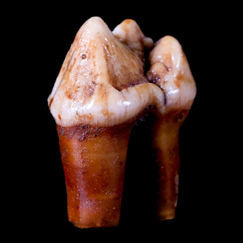 1.1" Extinct Cave Bear Ursus Spelaeus Pre-Molar Tooth Rooted Pleistocene Age COA - Fossil Age Minerals