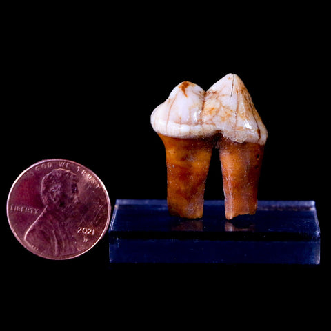 1.1" Extinct Cave Bear Ursus Spelaeus Pre-Molar Tooth Rooted Pleistocene Age COA - Fossil Age Minerals