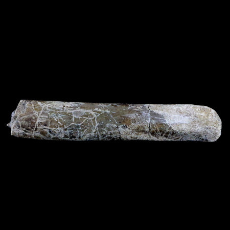 6.5" Maiasaura Hadrosaur Dinosaur Limb Bone Fossil Two Medicine FM Montana COA