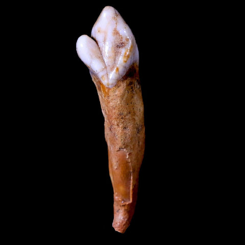 1.6" Extinct Cave Bear Ursus Spelaeus Incisor Tooth Rooted Pleistocene Age COA, Stand - Fossil Age Minerals