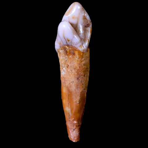 1.6" Extinct Cave Bear Ursus Spelaeus Incisor Tooth Rooted Pleistocene Age COA, Stand - Fossil Age Minerals