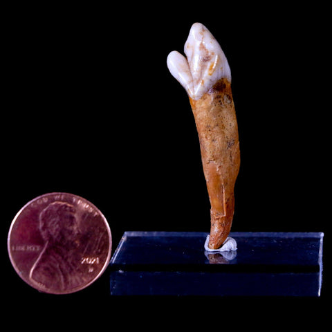 1.6" Extinct Cave Bear Ursus Spelaeus Incisor Tooth Rooted Pleistocene Age COA, Stand - Fossil Age Minerals