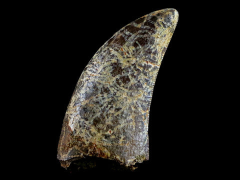 1.3" Nanotyrannus Tyrannosaurus Fossil Tooth Dinosaur Lance Creek WY COA Display - Fossil Age Minerals