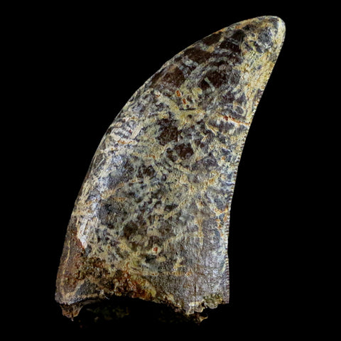 1.3" Nanotyrannus Tyrannosaurus Fossil Tooth Dinosaur Lance Creek WY COA Display - Fossil Age Minerals