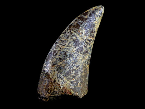 1.3" Nanotyrannus Tyrannosaurus Fossil Tooth Dinosaur Lance Creek WY COA Display - Fossil Age Minerals