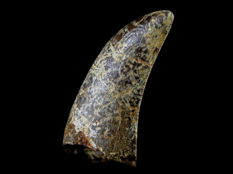 1.3" Nanotyrannus Tyrannosaurus Fossil Tooth Dinosaur Lance Creek WY COA Display - Fossil Age Minerals