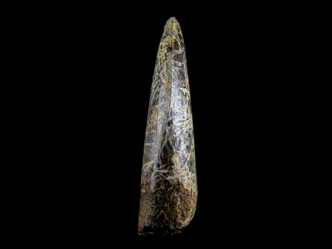 1.3" Nanotyrannus Tyrannosaurus Fossil Tooth Dinosaur Lance Creek WY COA Display - Fossil Age Minerals