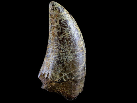 1.3" Nanotyrannus Tyrannosaurus Fossil Tooth Dinosaur Lance Creek WY COA Display - Fossil Age Minerals