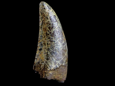 1.3" Nanotyrannus Tyrannosaurus Fossil Tooth Dinosaur Lance Creek WY COA Display - Fossil Age Minerals