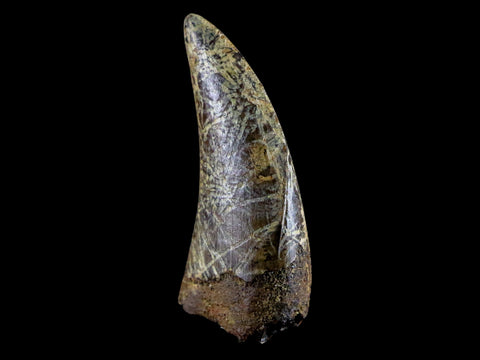 1.3" Nanotyrannus Tyrannosaurus Fossil Tooth Dinosaur Lance Creek WY COA Display - Fossil Age Minerals