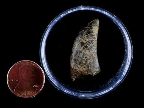 1.3" Nanotyrannus Tyrannosaurus Fossil Tooth Dinosaur Lance Creek WY COA Display - Fossil Age Minerals