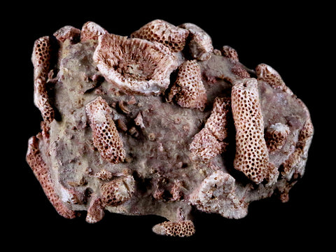 2.8" Thamnopora SP Coral Fossil Coral Reef Devonian Age Verde Valley, Arizona - Fossil Age Minerals