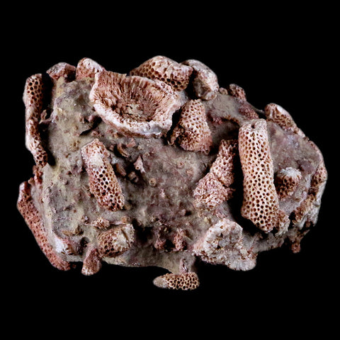 2.8" Thamnopora SP Coral Fossil Coral Reef Devonian Age Verde Valley, Arizona - Fossil Age Minerals