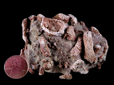 2.8" Thamnopora SP Coral Fossil Coral Reef Devonian Age Verde Valley, Arizona - Fossil Age Minerals