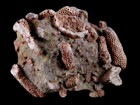 2.8" Thamnopora SP Coral Fossil Coral Reef Devonian Age Verde Valley, Arizona - Fossil Age Minerals