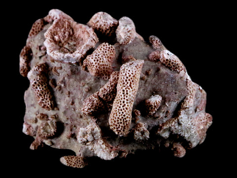2.8" Thamnopora SP Coral Fossil Coral Reef Devonian Age Verde Valley, Arizona - Fossil Age Minerals