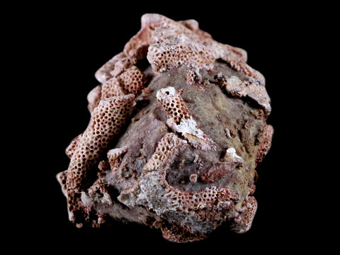 2.8" Thamnopora SP Coral Fossil Coral Reef Devonian Age Verde Valley, Arizona - Fossil Age Minerals
