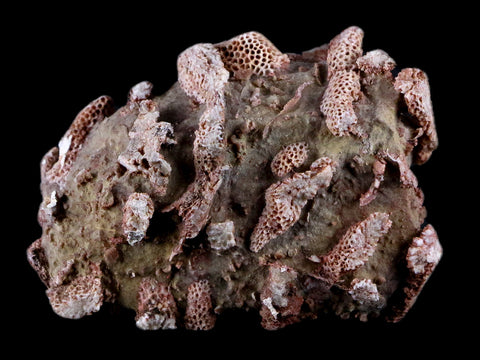 2.8" Thamnopora SP Coral Fossil Coral Reef Devonian Age Verde Valley, Arizona - Fossil Age Minerals
