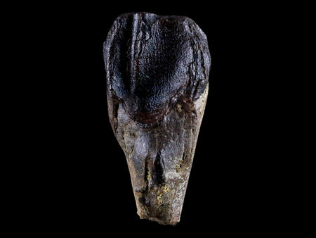 XL 1.2" Torosaurus Fossil Tooth Rooted Lance Creek FM WY Cretaceous Dinosaur COA