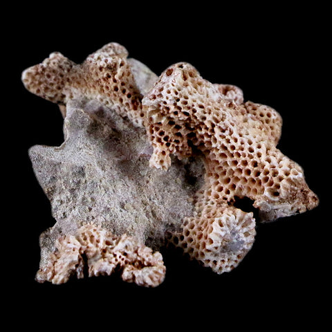1.5" Thamnopora SP Coral Fossil Coral Reef Devonian Age Verde Valley, Arizona - Fossil Age Minerals
